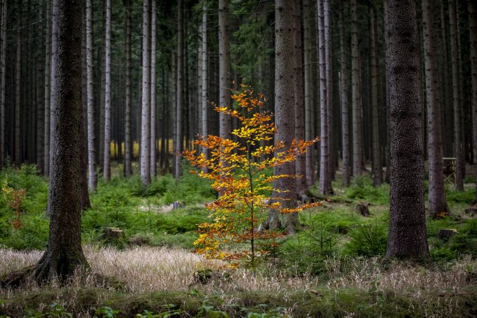 Les na Žďársku má odolat kalamitám díky své druhové i věkové pestrosti. Foto: Gabriel Kuchta, Deník N