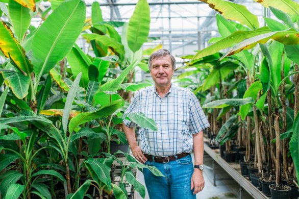 Profesor Jaroslav Doležel ve skleníku olomoucké laboratoře ÚEB. Autor Pavlína Jachimová
