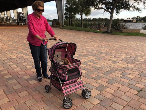 Ella Corredera je jednou z mnoha Američanek a Američanů, kteří si na procházku se svými psíky berou i kočárek. Je to speciální psí kočárek, žádné obyčejné golfky pro děti. Pravý důvod je však jiný, než jsem si dlouho myslela. Foto: Jana Ciglerová, Deník N