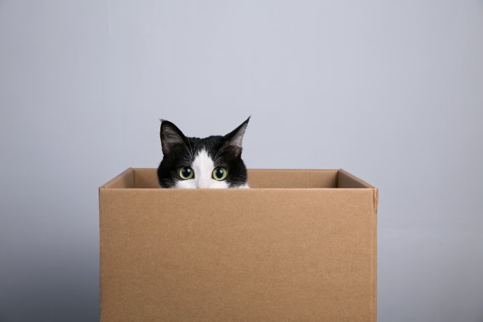 Kočka v krabici. Symbol záhady, která pořád odolává, anebo jen špatně položené otázky? Foto: Fotolia