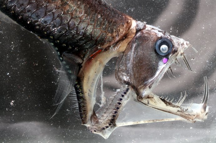 Hlubokomořské ryby jsou často přizpůsobené efektivnímu lovu například velkými zuby. Zubatka Chauliodus danae s nejdelšími zuby mezi rybami a extrémně vychlípitelnou tlamou patří do řádu velkoústých (Stomiiformes). Foto: Zuzana Musilová