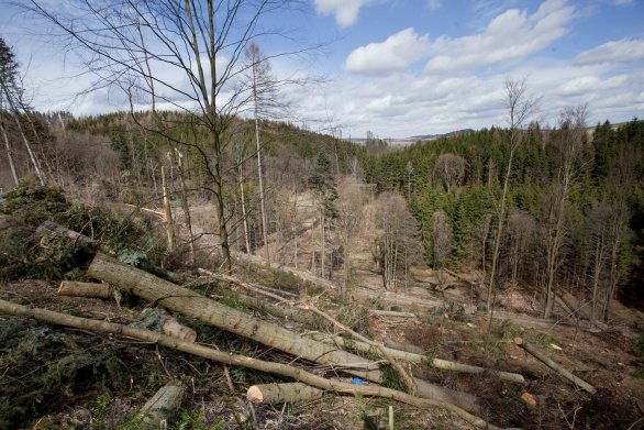 Kůrovcem poničené lesy v severomoravských Albrechticích. Foto: Martin Procházka