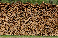 Podobné hromady dřeva – prakticky neprodejného – lemují lesy v mnoha českých regionech. Kalamita s plnou silou propuká na Vysočině. Foto: Ludvík Hradílek, Deník N
