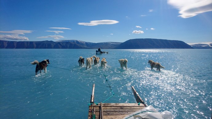 Psy v roztáté vodě pokrývající led vyfotil klimatolog z Danmarks Meteorologiske Institut při cestě se spřežením v Grónsku 13. června 2019. Foto: Steffen Olsen, AP/ČTK