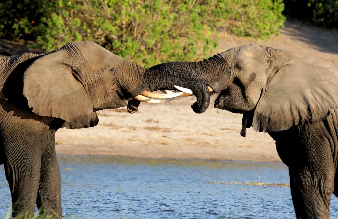 Sloni v Kasane v Botswaně. Foto: Wynand Uys, Unsplash