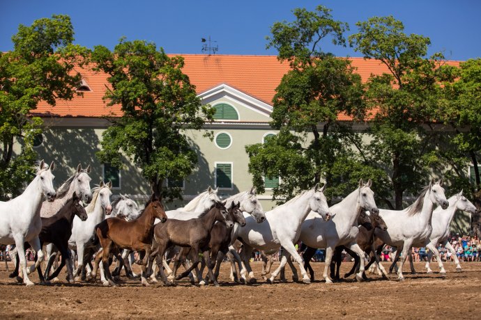 Pět set starokladrubských koní tvoří základ chovného stáda. Foto: Archiv NHK