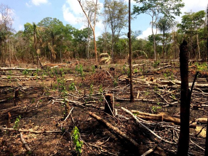 Vymýcený les na území původních obyvatel. Listopad 2017. Foto: César Muñoz Acebes, HRW