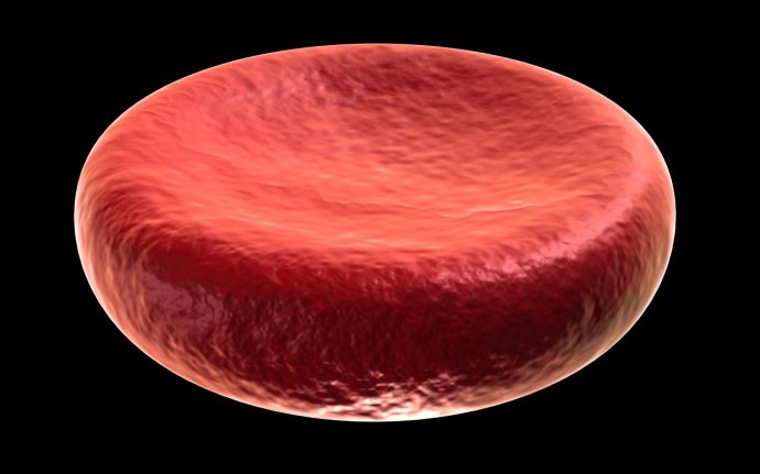 Červená krvinka, náklaďák plný kyslíku. Na obrázku ji však vidíte už vyloženou, jak jede zpět do plic, což se pozná dle barvy. Obr.: Wikimedia
