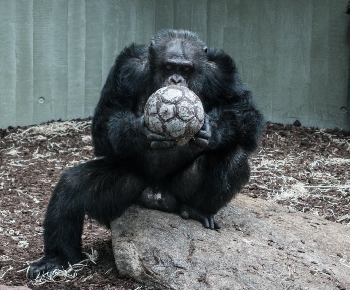 Jestliže šimpanzí střety mají jen lokální charakter a požívají se při nich, pokud vůbec, pouze primitivní zbraně, války lidí vybavených atomovými zbraněmi mohou mít apokalyptické následky. Foto: Daniel Hansen, Unsplash