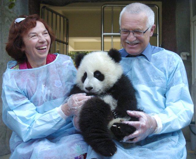 Pro většinu Evropanů a Američanů Čínu symbolizuje roztomilý medvídek panda. V roce 2004 si ho během své návštěvy provincie S'-čchuanu Čcheng-tu pochovali tehdejší prezident Václav Klaus s chotí. Foto: ČTK