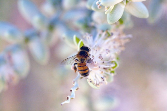 Už odpradávna byly včely vnímány jako symbol pospolitosti, sebeobětování, péče o budoucnost, promyšleného uspořádání, čistoty, píle a hojnosti. Foto: Anson Aswat