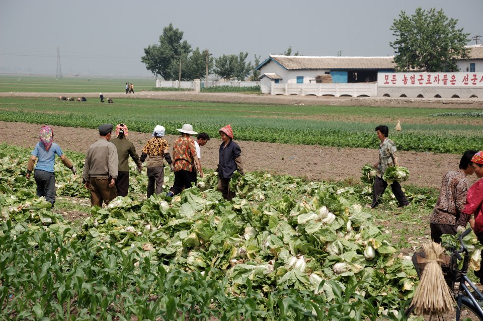 Severokorejské zemědělství (ilustrační snímek). Foto: Stephan, Flickr CC BY-SA 3.0