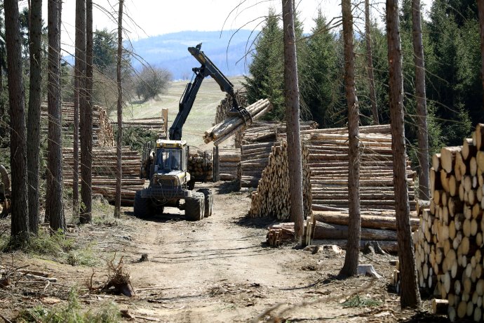 Většina firem nabízí Lesům ČR vyšší částku za dřevo a jeho prodej, než kolik si naopak říká za péči o les. Foto: Ludvík Hradilek, Deník N