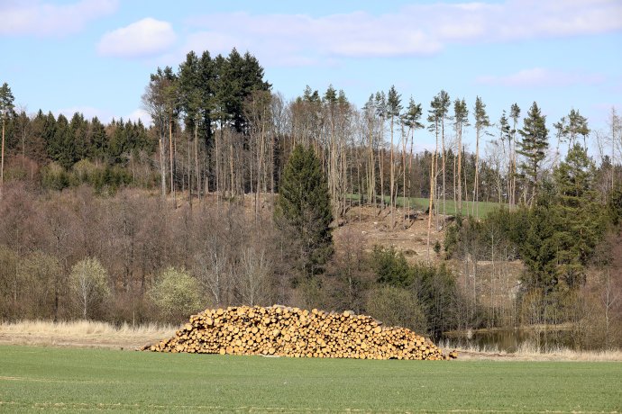 Lesy ČR jsou pro těžařské firmy Agrofertu klíčovým zadavatelem zakázek. Foto: Ludvík Hradilek, Deník N