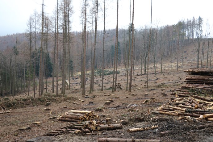 Vykácený les v Hostýnských vrších po napadení kůrovcem. Foto: Eliška Černá, Deník N