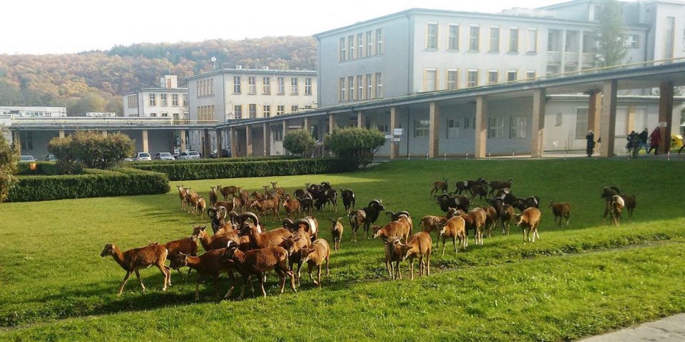 Stádo muflonů u Thomayerovy nemocnice. Foto: Aerofilms