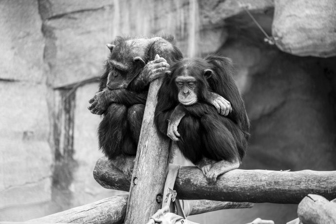 Šimpanzi sdílejí s člověkem 98 procent společných genů a pro vědce jsou proto častým předmětem studia. Foto: Sepp Rutz