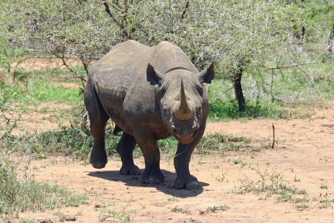 Černý nosorožec. Foto: Pxhere
