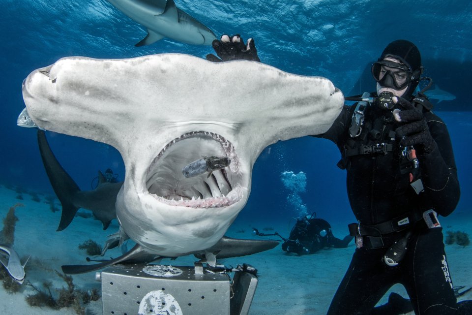 Žralok kladivoun. Foto: Tomáš Kotouč
