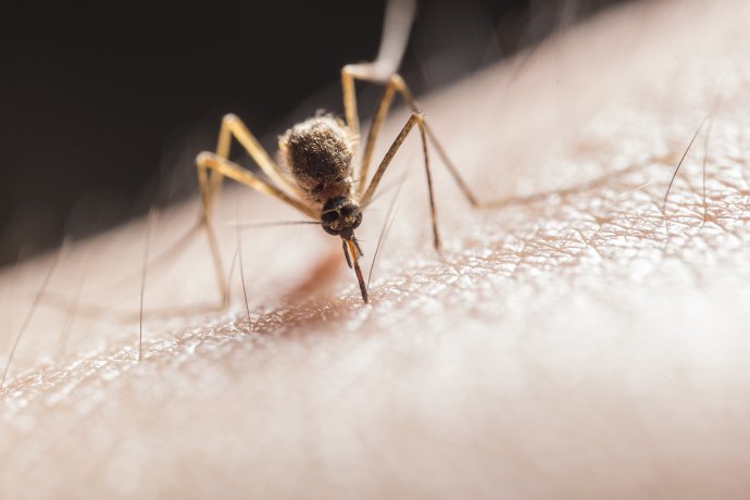 Komár na kůži. Foto: Jimmy Chan, Pexels