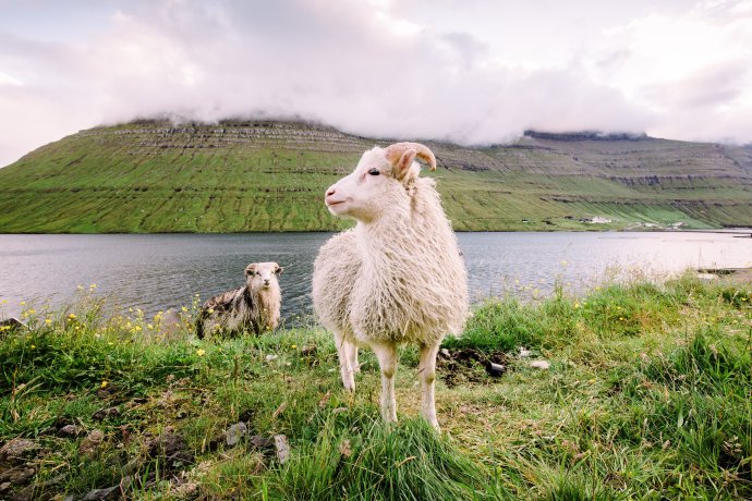 Faerské ovce. Foto: Pxfuel