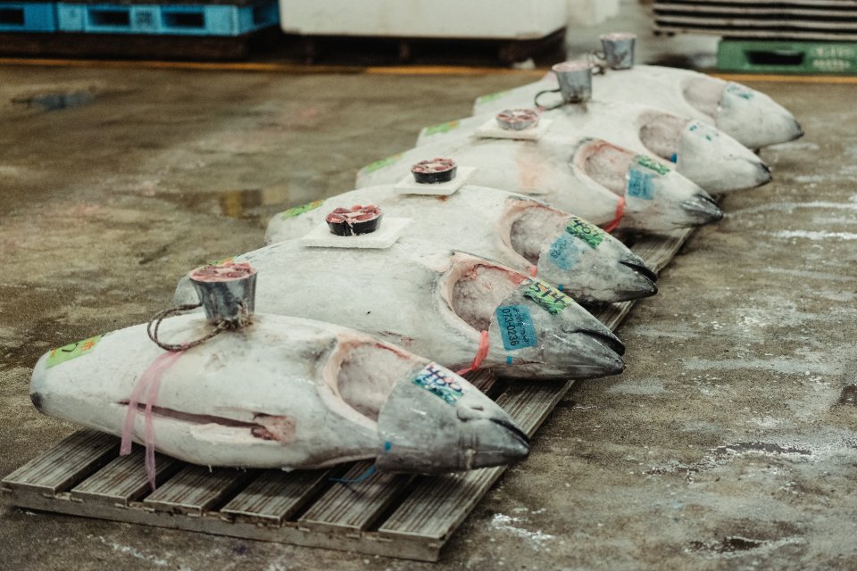 Tuňák patří nejen v Japonsku k nejoblíbenějším rybám na výrobu sašimi a suši (snímek z Tokia). Foto:  Peter Lam CH, Unsplash