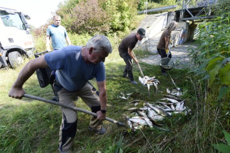 Rybáři nakládají ryby, které v řece Bečvě otrávil kyanid. Foto: ČTK