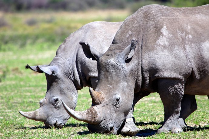 Od letošního 1. ledna do 30. června bylo v JAR, která má nejpočetnější nosorožčí populaci, upytlačeno 166 zvířat. Loni za stejnou dobu 316; to znamená pokles o 53 %. Foto: Heike Hartmann, Pixabay
