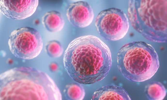 Pro výzkum lidských kmenových buněk jsou na světě lepší místa než USA. Foto: Adobe Stock