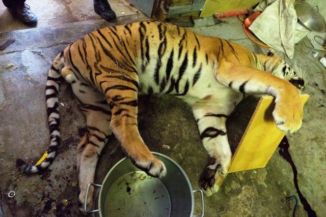 V kauze nelegálního nakládání se zvířaty nalezli celníci a policisté při domovních prohlídkách tělo čerstvě zastřeleného tygra, produkty z tygrů i kůže velkých šelem. Foto: Policie ČR
