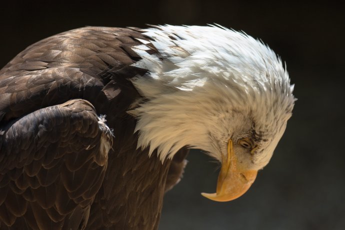 Nechybělo moc a symbolu jedné z nejstarších demokracií světa, americkému orlu, se podařilo zlomit křídla. Foto: Adobe Stock