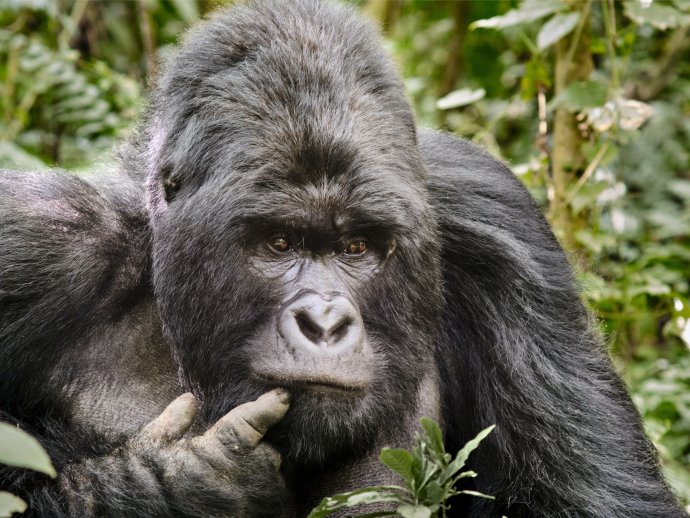 Gorila v Národním parku Virunga v DR Kongo. Foto: Luc Huyghebaert, Unsplash
