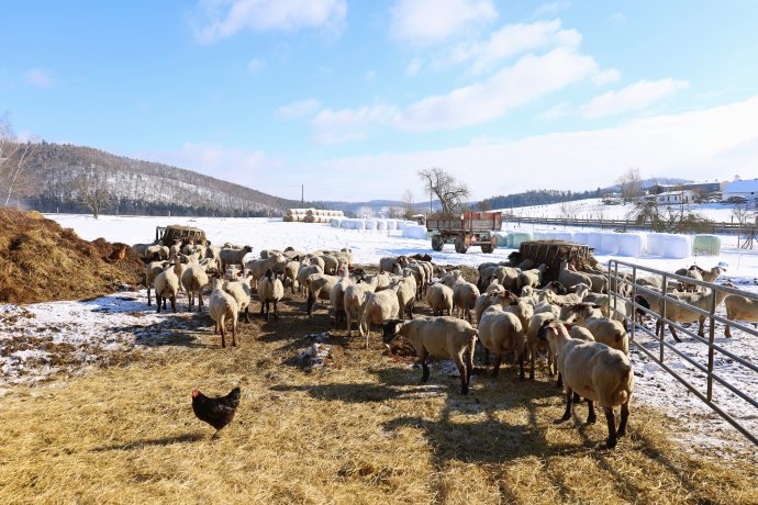 „Nám malým to nepomůže," říká farmářka Hana Hrubá o potravinových kvótách. Na Vaněčkově statku se stará o 130 ovcí. Foto: Deník N