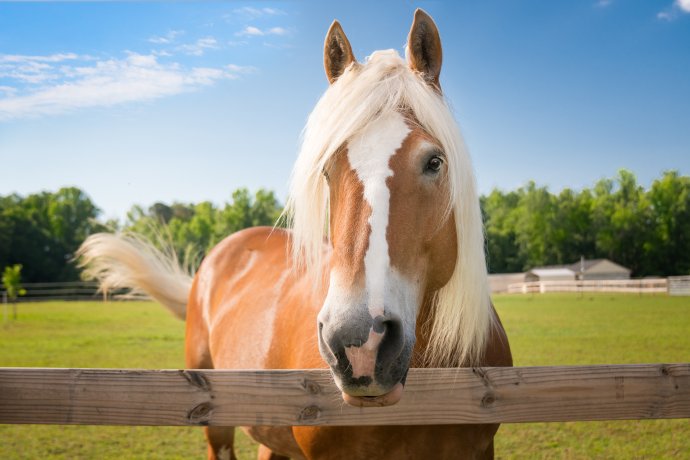 Nechte to koňovi, říká české úsloví. Má ivermektin zůstat veterinárním lékem? Foto: Adobe Stock