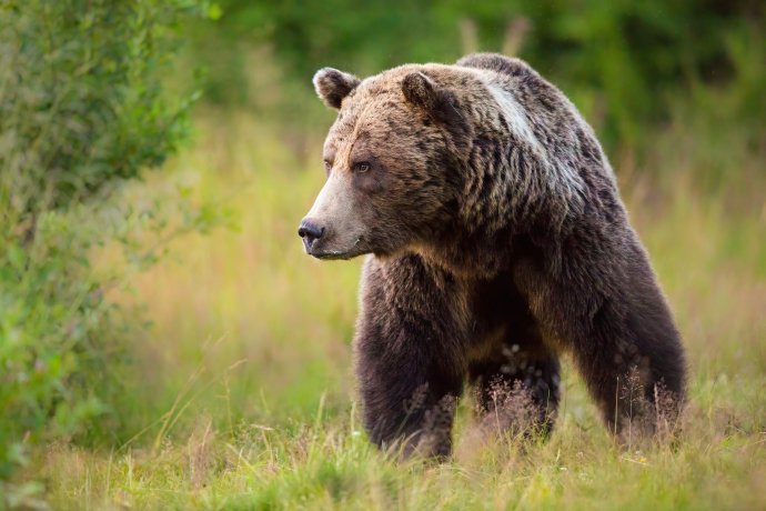 Medvěd hnědý ve slovenských Vysokých Tatrách. Foto: Wildmedia, Adobe Stock