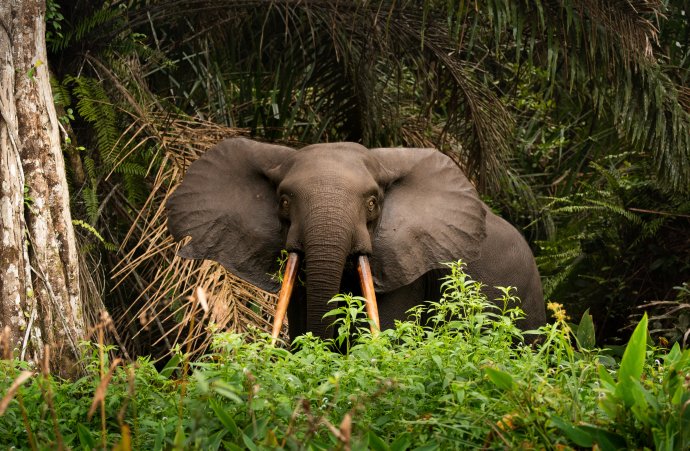 Slon v národním parku Loango v Gabonu. Foto: jwngshar narzary, EyeEm, Adobe Stock