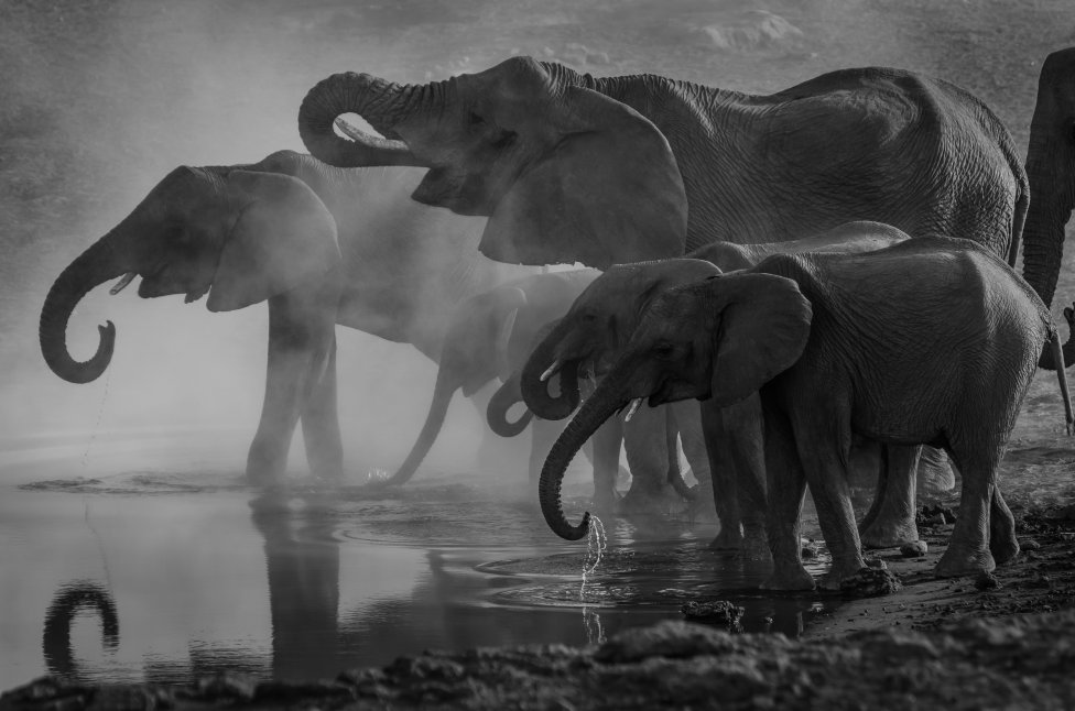 V čele sloních rodin stojí zkušená starší samice, která vede své mladší družky; samice se společně starají o slůňata. Rodiny těchto vysoce inteligentních zvířat žijí pospolu i desítky let a pojí je silná pouta. Čínští odborníci teď apelují na vládu, aby vytvořila víc sloních rezervací: „Lidé se musejí stáhnout a nechat půdu, ať se navrátí divočině.“ Foto: Richard Jacobs, Unsplash