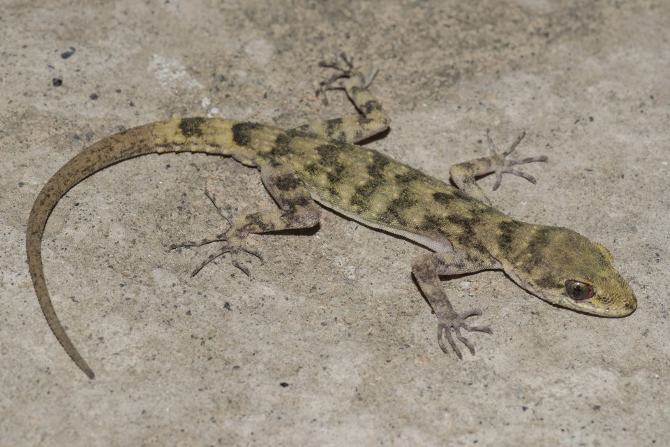 Endemický gekon Mediodactylus walli z provincie Chajbar Paštúnchwá, fotografovaný v Chitrale. Foto: archiv Daniela Jablonského
