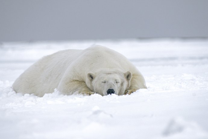 Lední medvěd na Arktidě. Foto: Unsplash