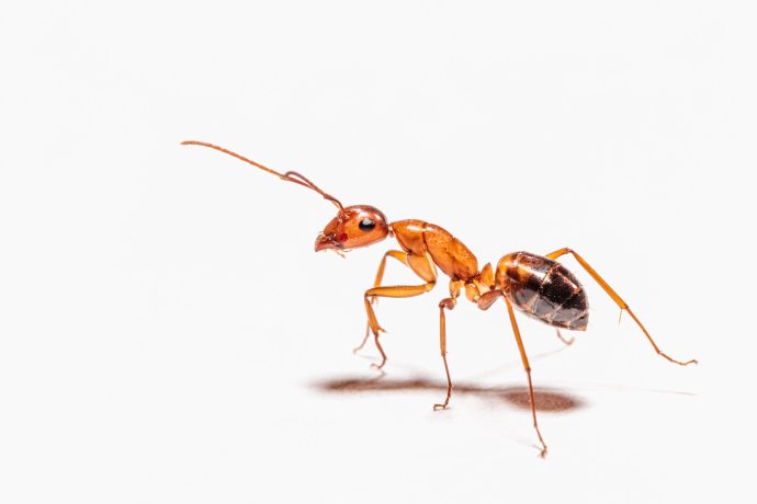 Jak důležitá jsou pro mravence jejich tykadla? Foto: Peter F. Wolf