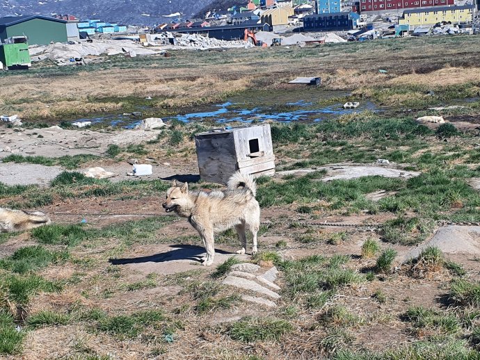 Život grónských huskyů je zejména přes léto hodně neutěšený. Foto: Albína Mrázová, Deník N