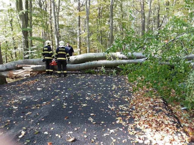 Hasiči v Ústeckém kraji 21. října 2021 od rána do 11:00 odstraňovali 63 spadlých stromů na cesty a silnice. Foto: ČTK
