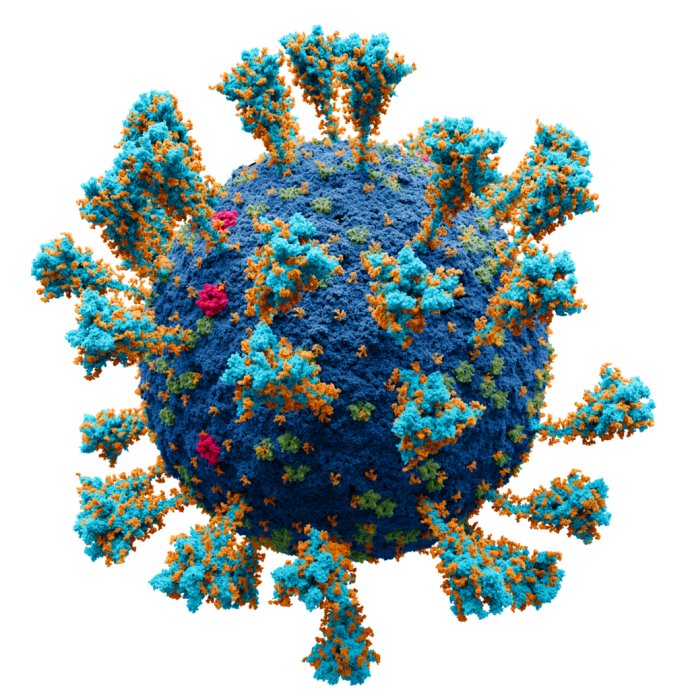 Potvora v plné kráse. Virus SARS-CoV-2, vizualizace na molekulární úrovni – co malá kulička, to atom. Spike proteiny jsou ty „květy“ rostoucí z koule ven. Foto: Alexey Solodovnikov & Valeria Arkhipova, Wikimedia Commons, CC BY-SA 4.0