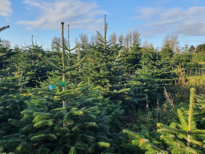 Pole s vánočními jedlemi na export patřící dánské rodinné firmě Silva Green. Foto: Albína Mrázová