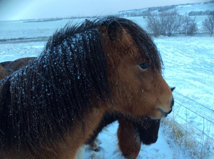 Ne, nejsem poník. Jsem plnohodnotný islandský kůň. Foto: Albína Mrázová, Deník N