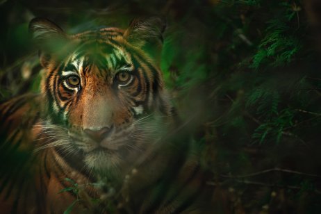 Tygr bengálský. Foto: Keyur Nandaniya, Unsplash