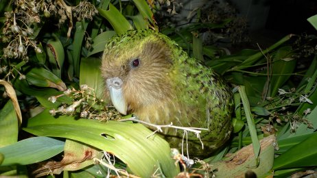Shirocco. Nejpopulárnější kakapo, který má na facebooku přes 200 tisíc fanoušků. Byl jmenován oficiálním velvyslancem ochrany přírody Nového Zélandu. Foto Department of Conservation.