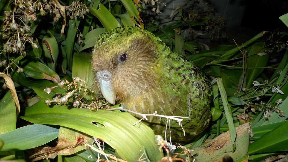 Sirocco. Nejpopulárnější kakapo, který má na facebooku přes 200 tisíc fanoušků. Byl jmenován oficiálním velvyslancem ochrany přírody Nového Zélandu. Foto Department of Conservation.