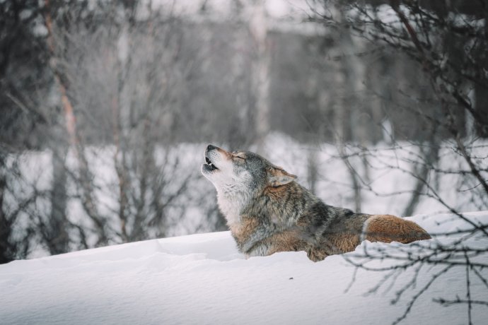 Až dnes se vlci opět dostávají do pozice tvorů někdy až uctívaných. Foto: Federico Di Dio photography