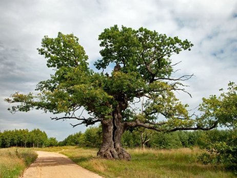 Polský dub Dunin. Foto: Evropský strom roku